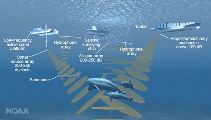 The Unseen Threat: Noise in the Arctic Marine Environment > Wildlife