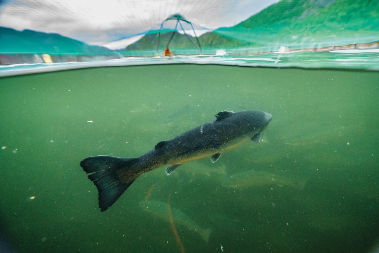 Net-pen salmon farm, Norway.