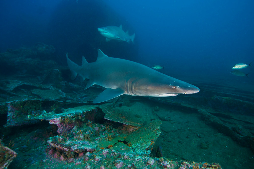 sand tiger shark