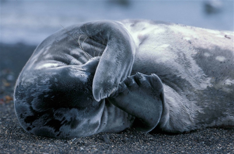 seal pup