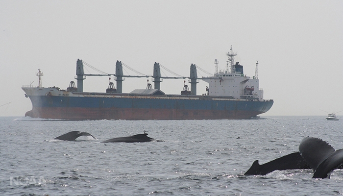 whales and shipping noise