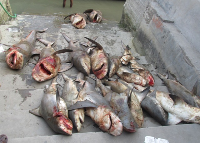 white cheek sharks slaughtered