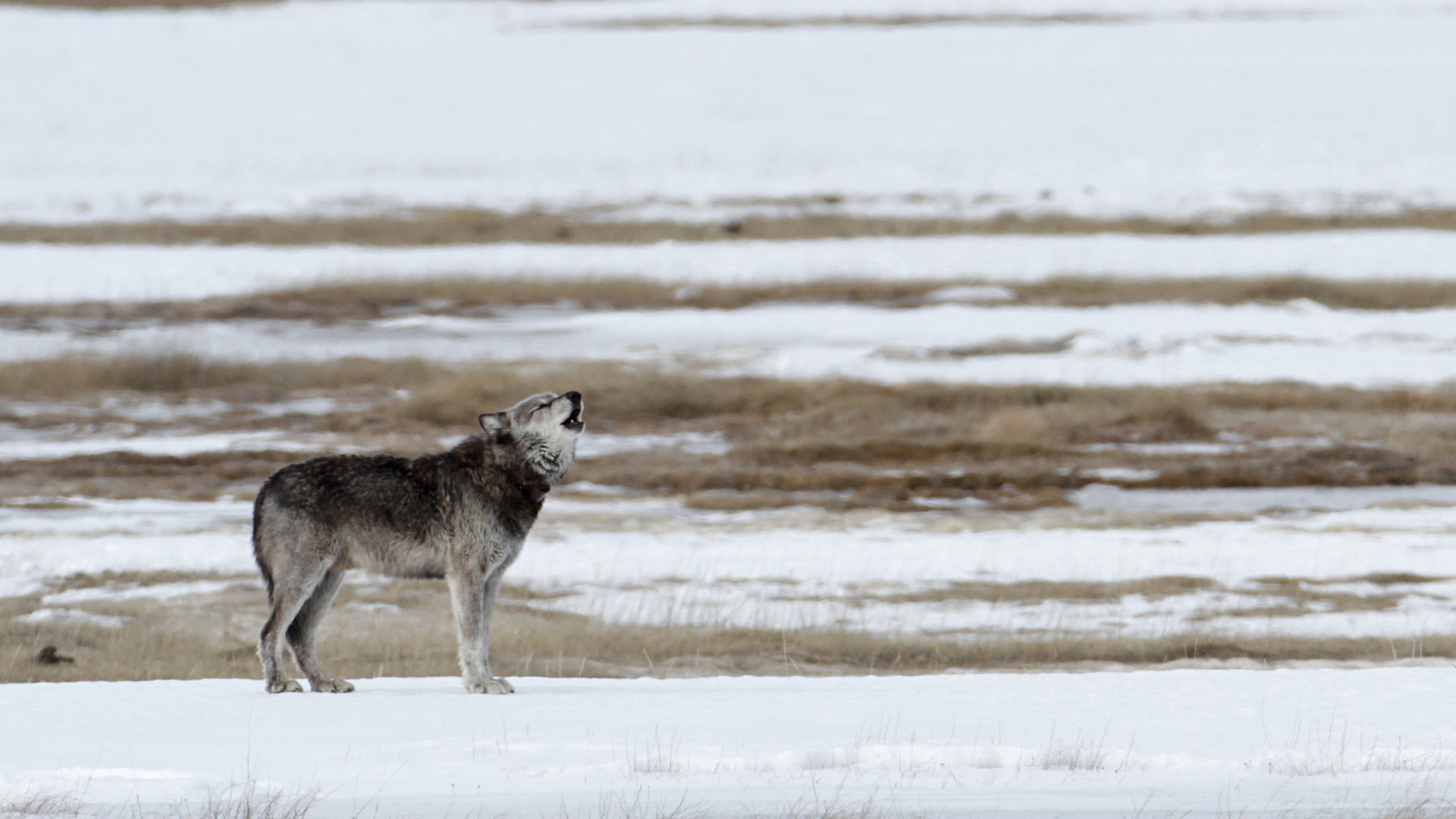 Wolves to Lose Protection