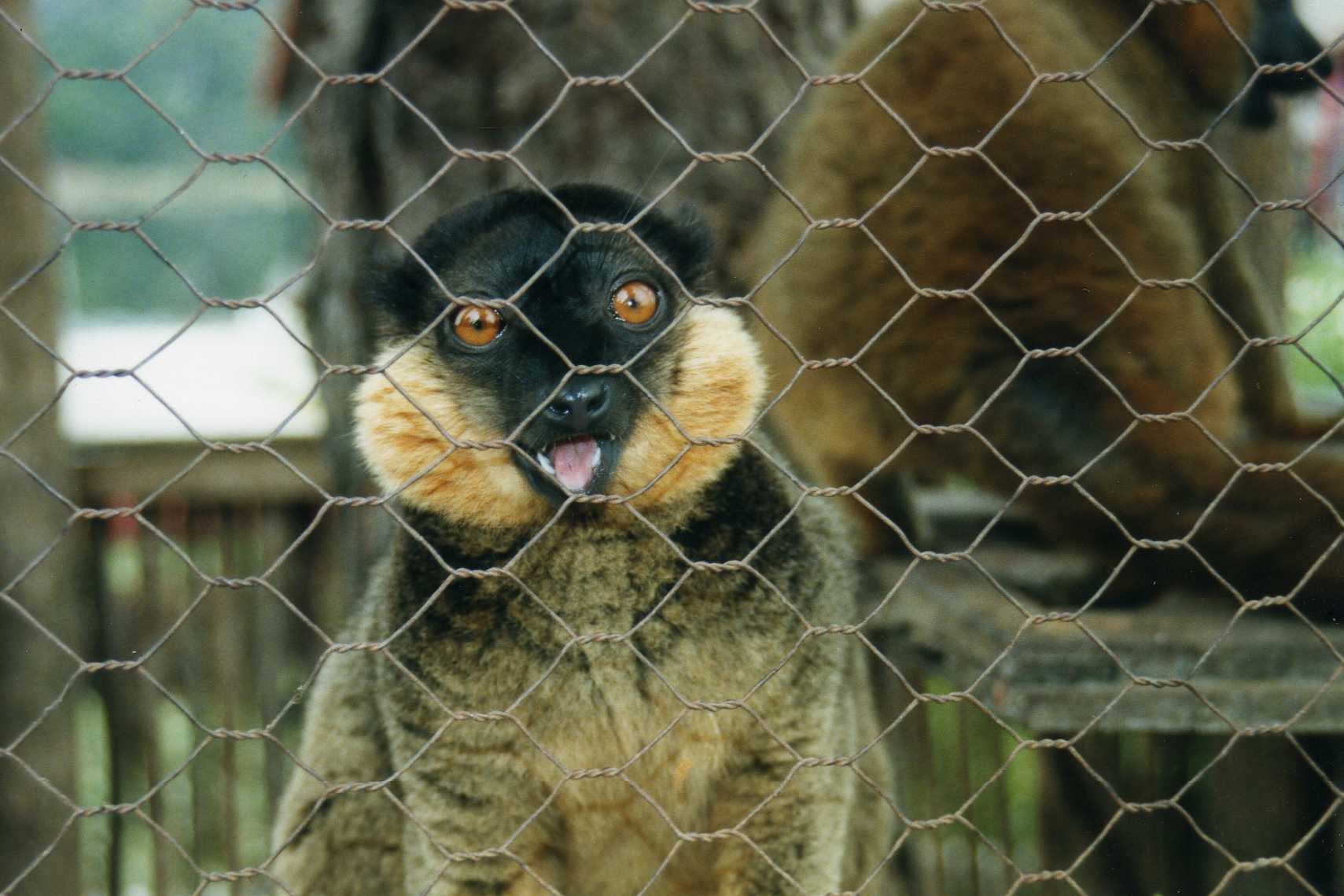 Wild Cam: TWS Members Find What's Eating Lemurs in Madagascar - The  Wildlife Society