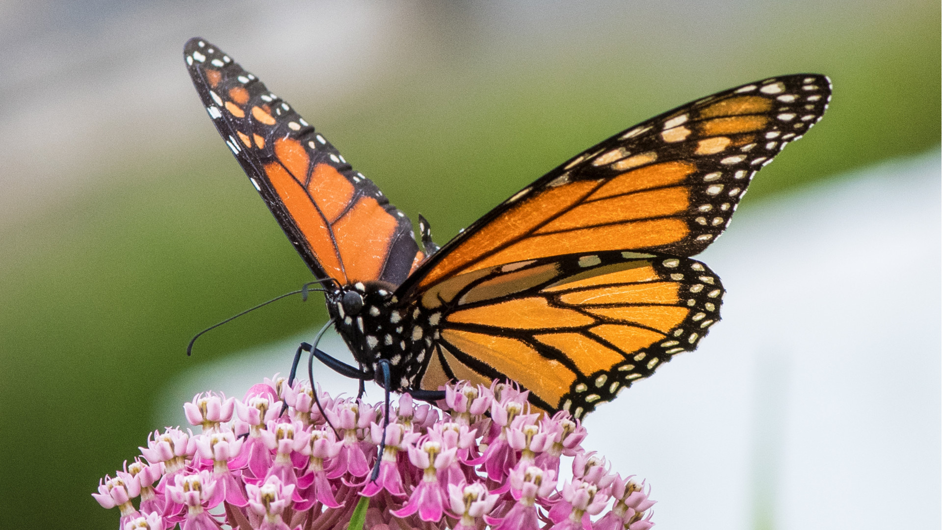 Monarch Mishaps: When Trying to Help Actually Hurts