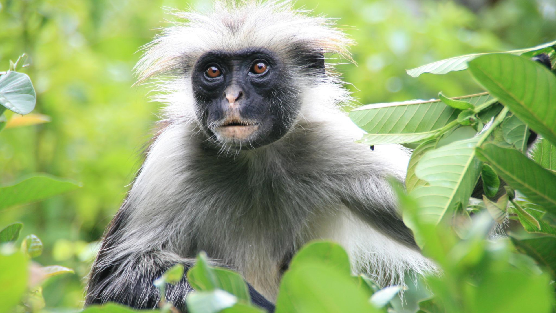 Zanzibar red colobus