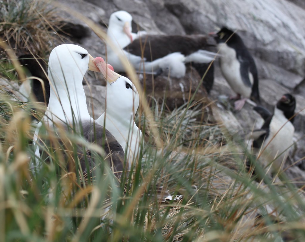 albatross penguins