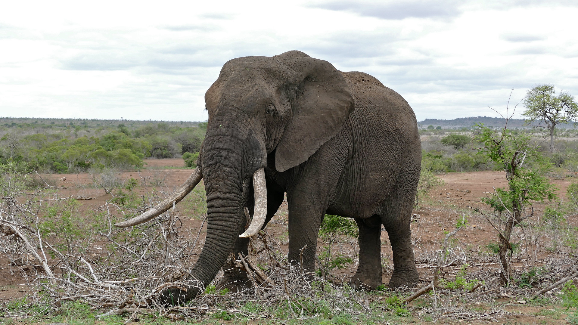 African elephant