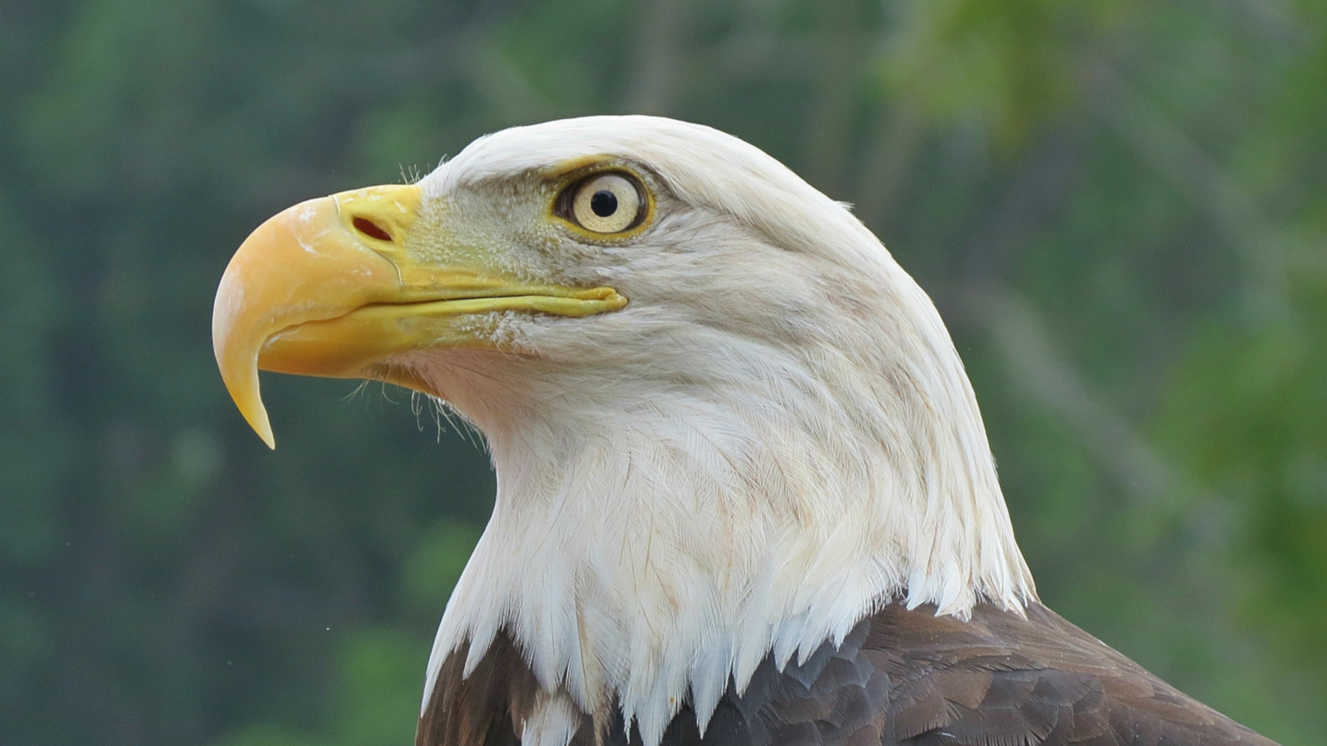 bald eagle