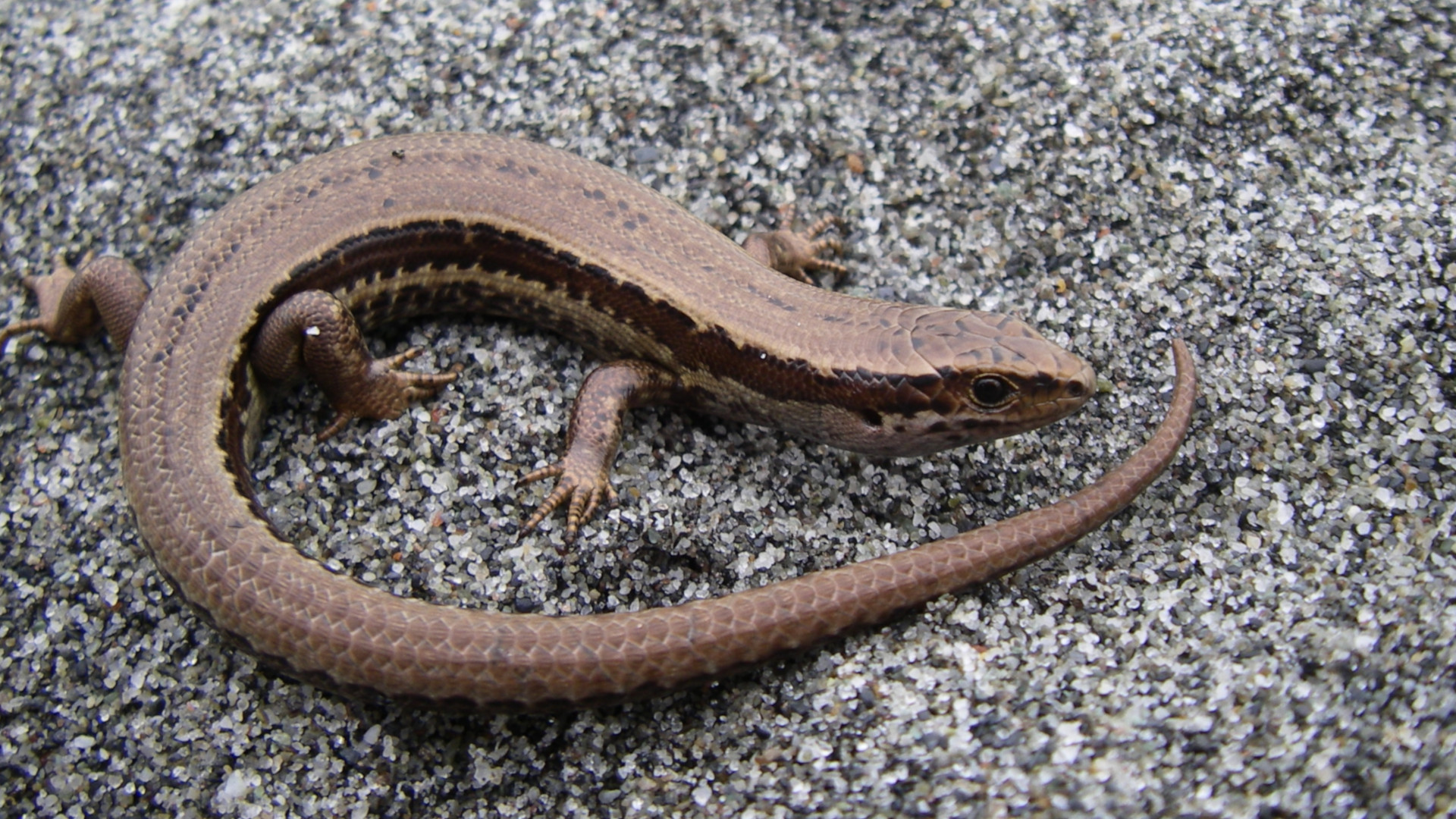 ‘A Complete Enigma’ — New Zealand Lizard Declared Extinct 130 Years After Only Sighting