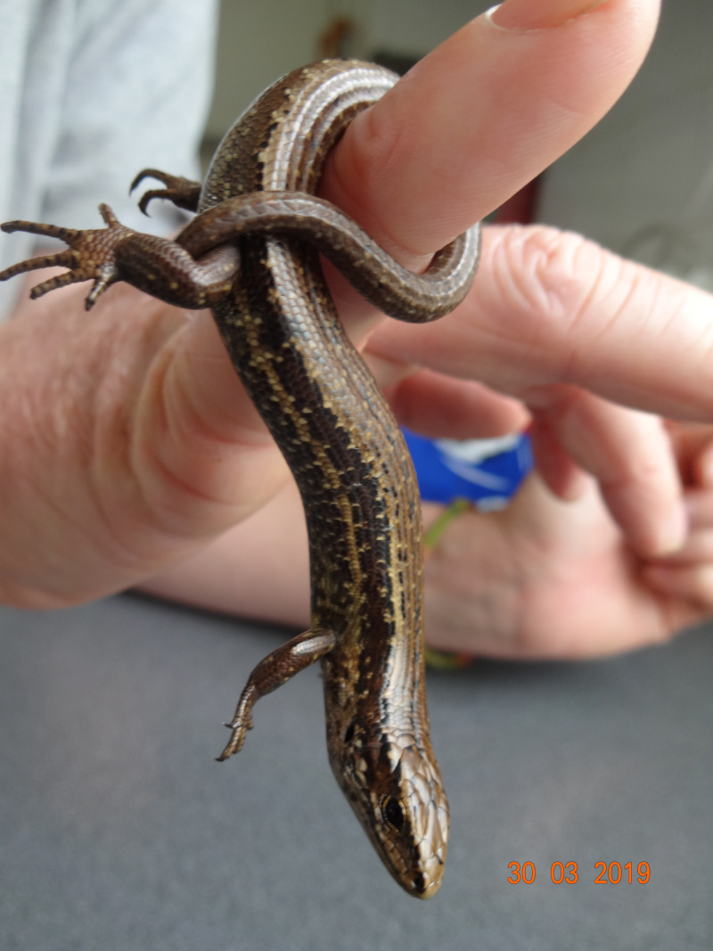 Chesterfield skink
