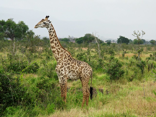 giraffe