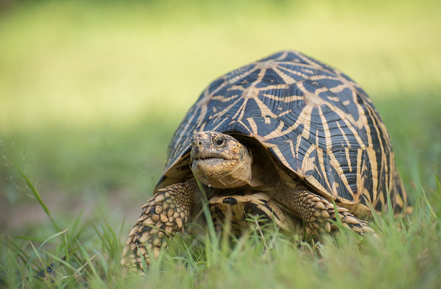 Indian start tortoise
