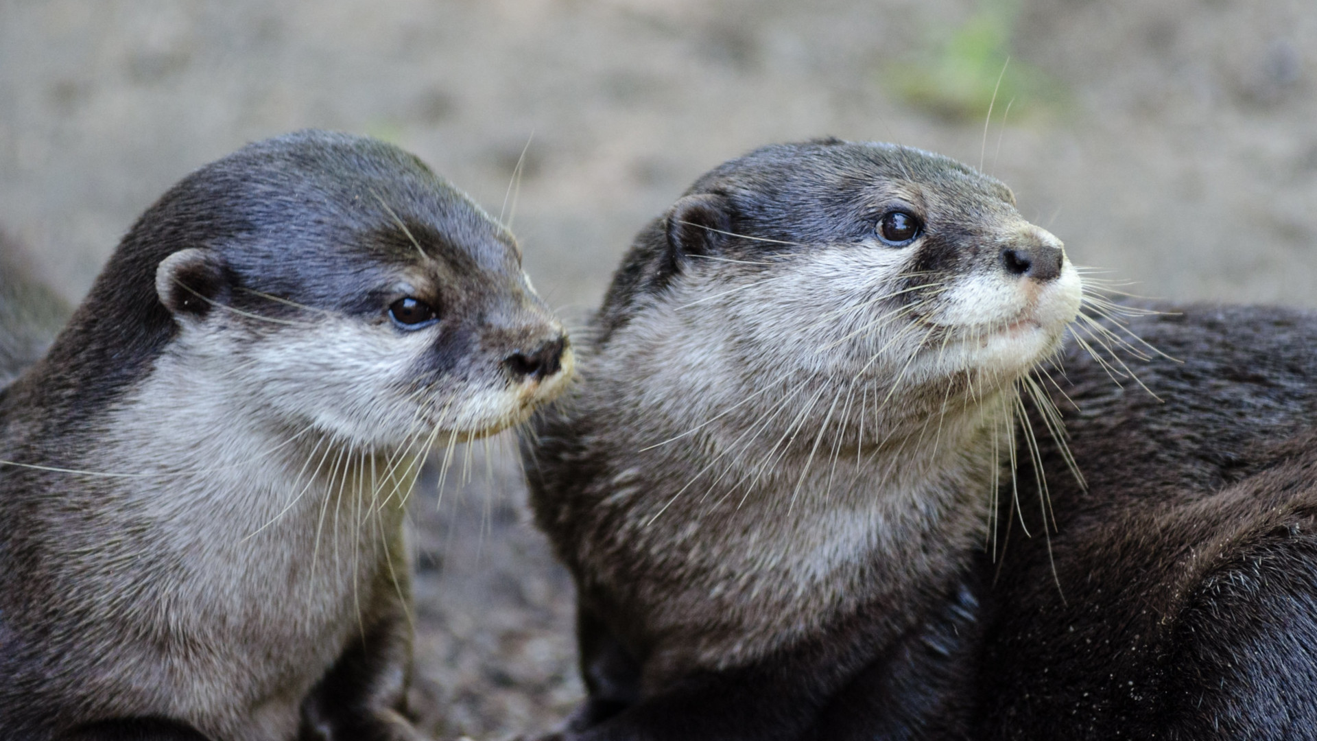 small-clawed otters
