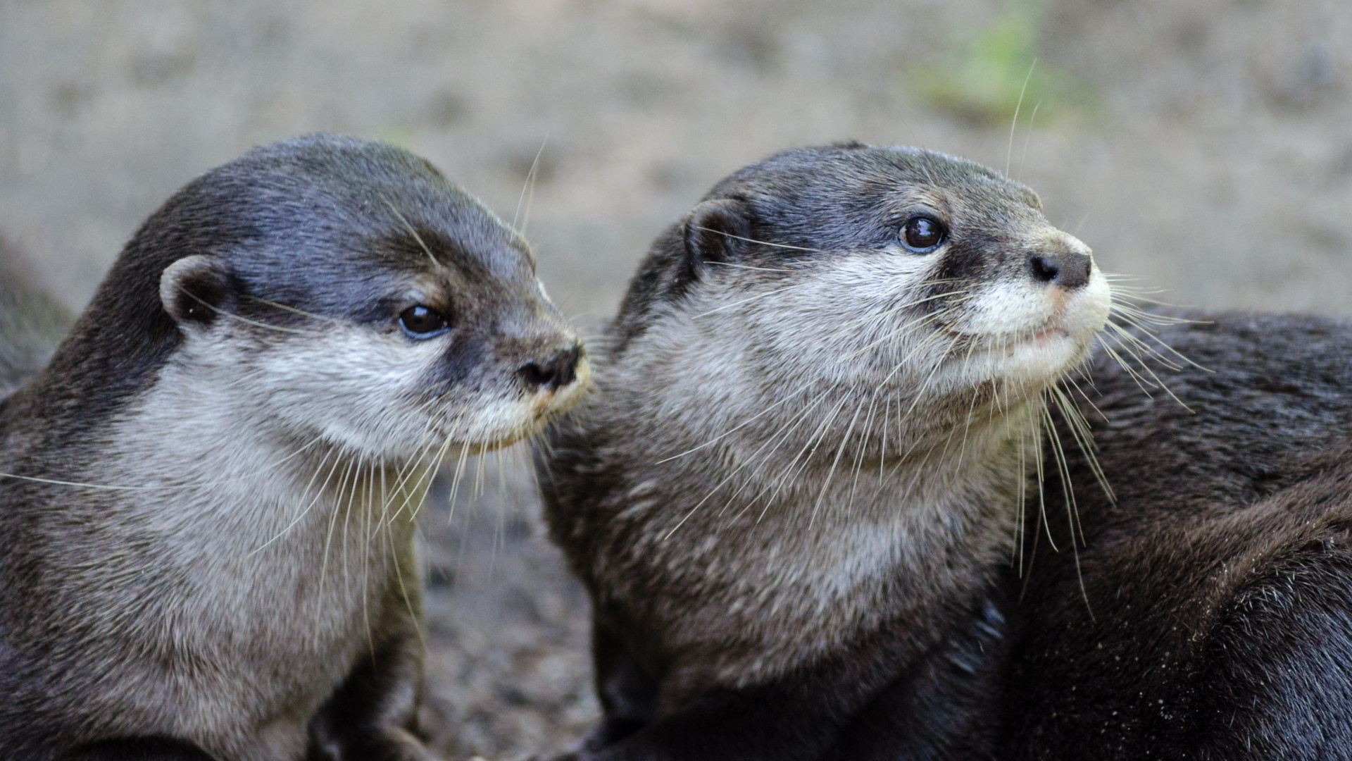 Asian Otters Out Of The Water And Into A Cafe The Revelator