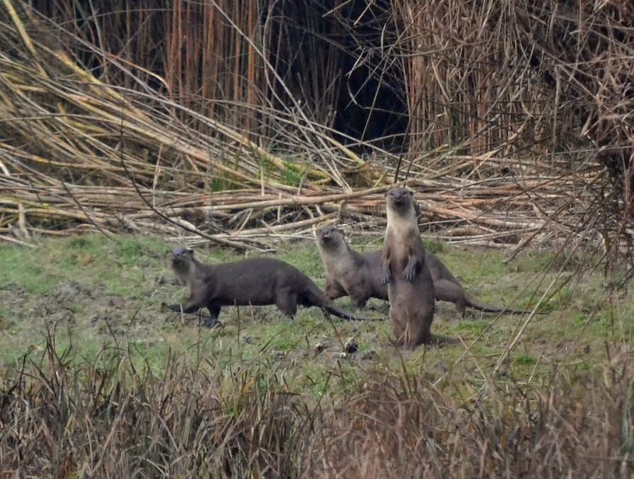 smooth-coated otters