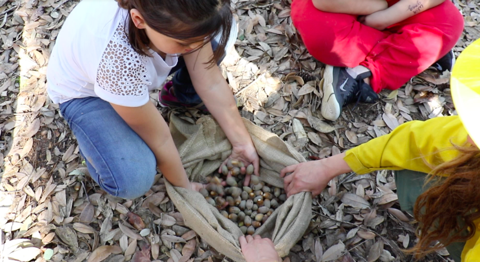 Picking up acorns