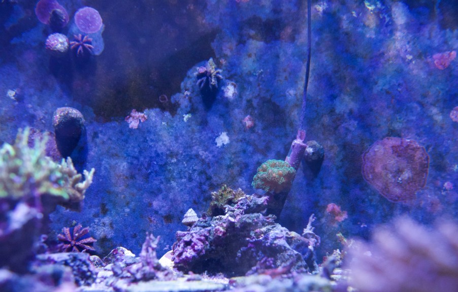 corals growing