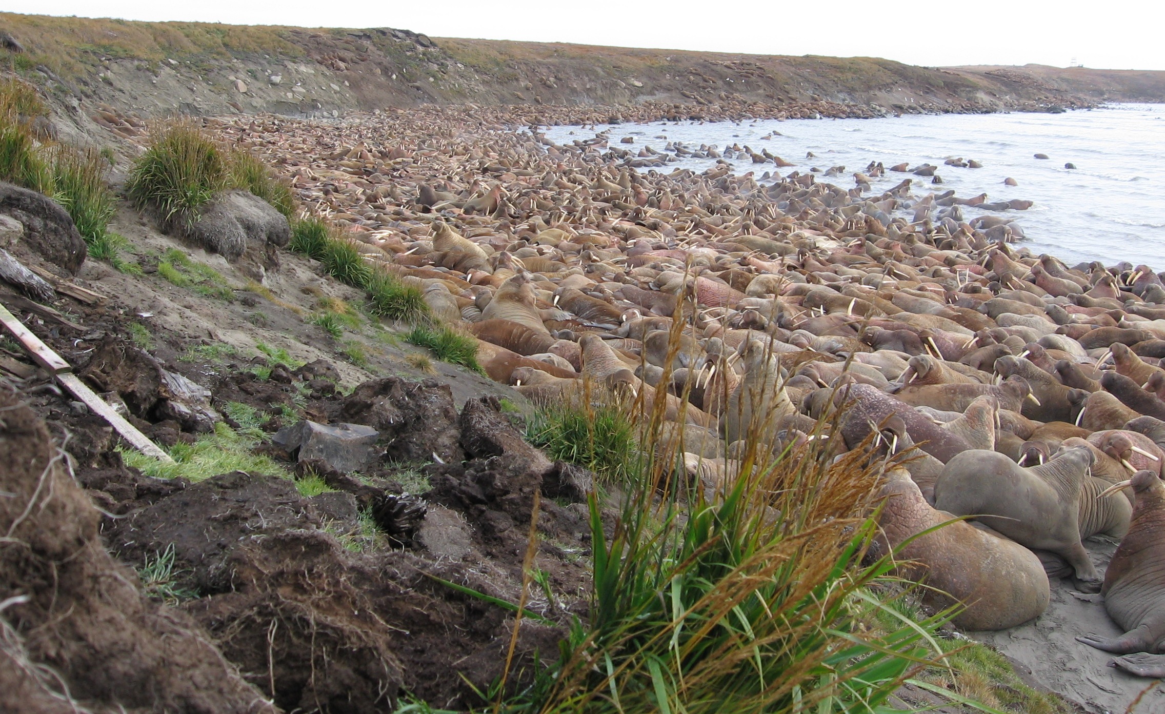 Walrus haul out