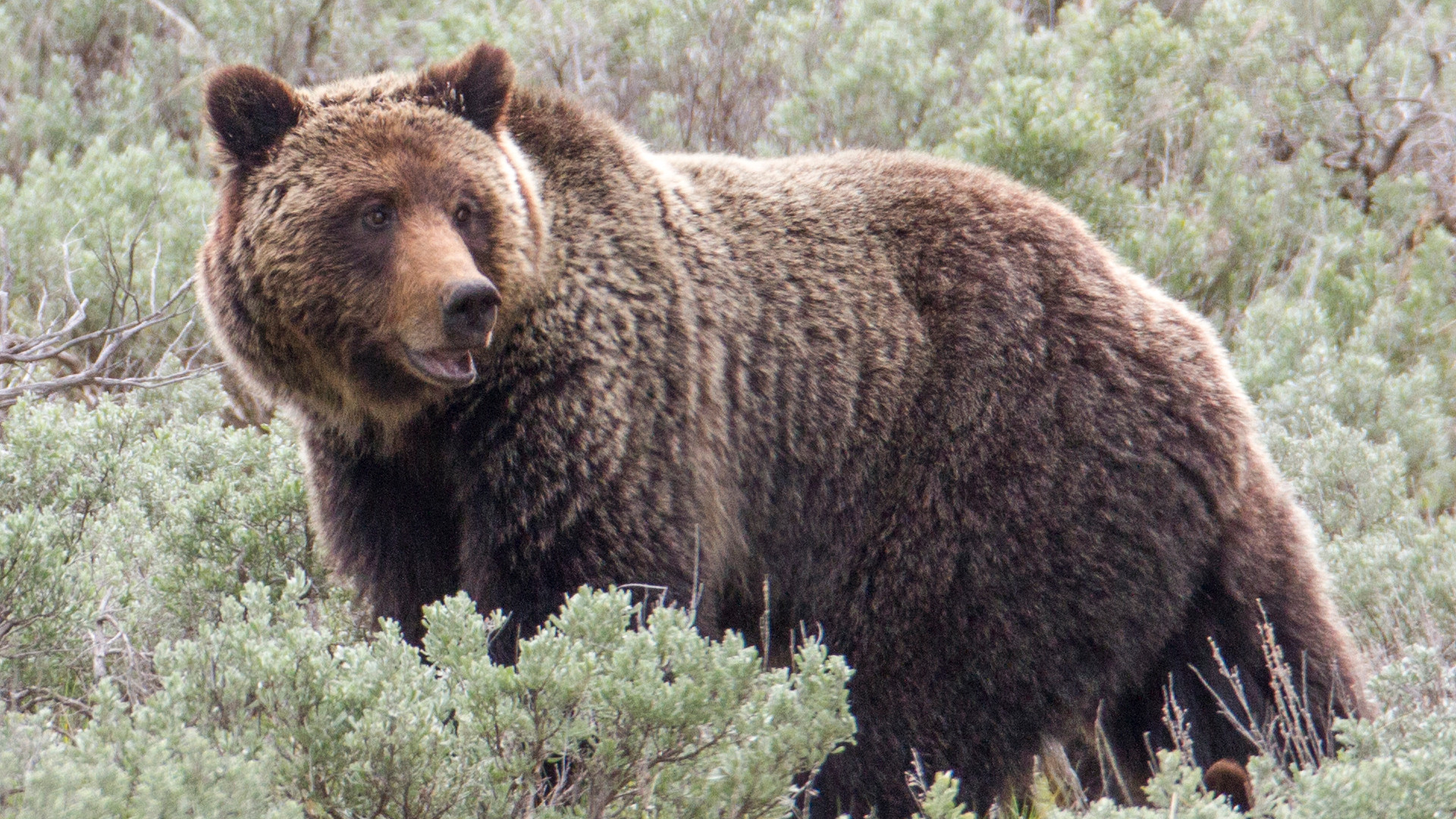 Grizzly Bears & the Endangered Species Act - Yellowstone National