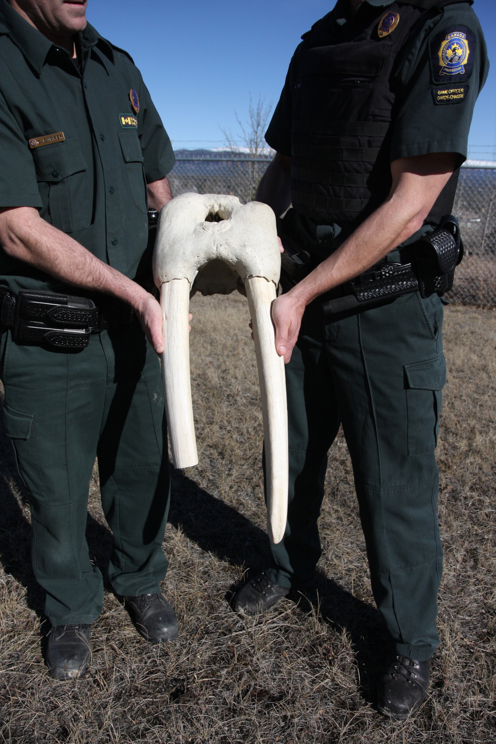 seized walrus ivory