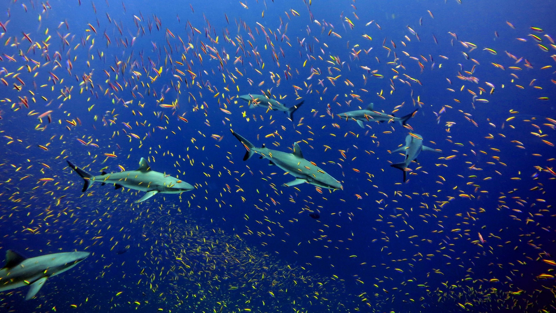 White tip sharks