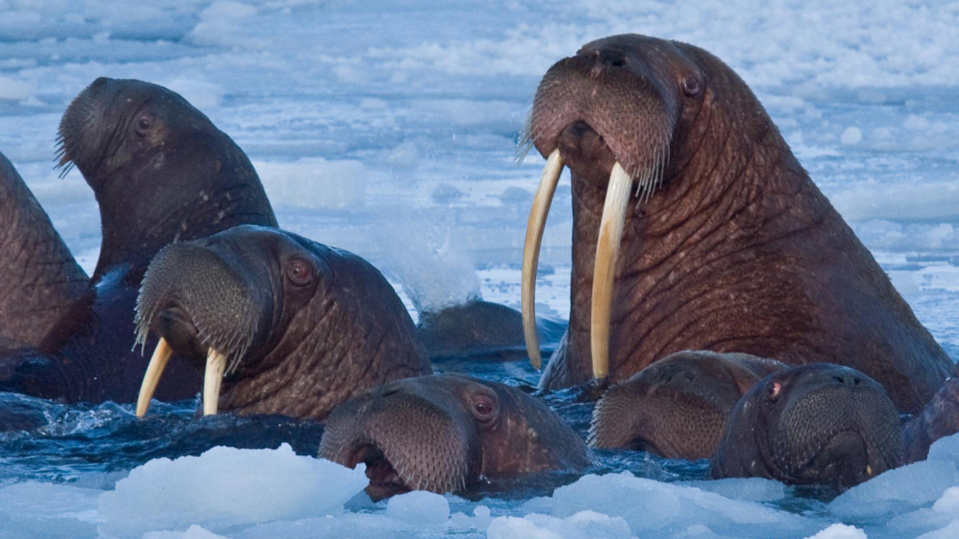 walrus