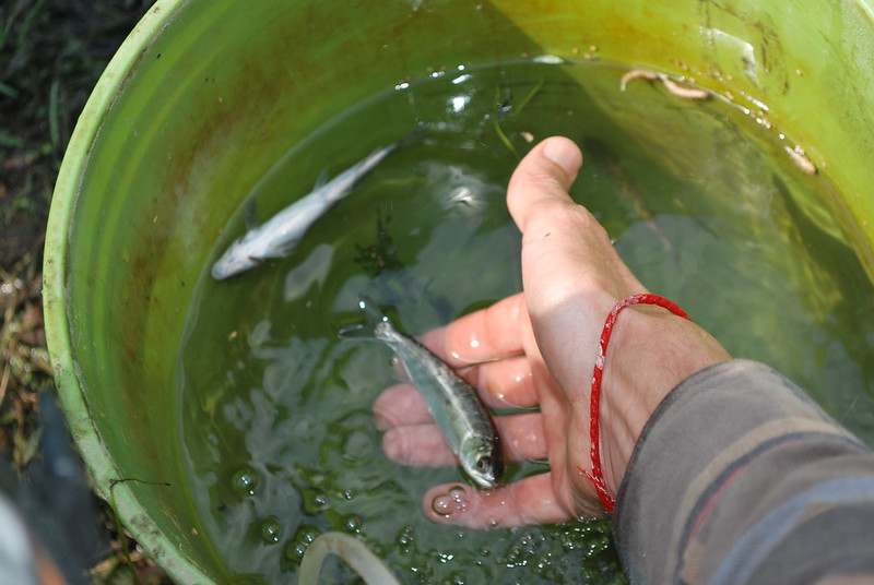 juvenile salmon in a bucket