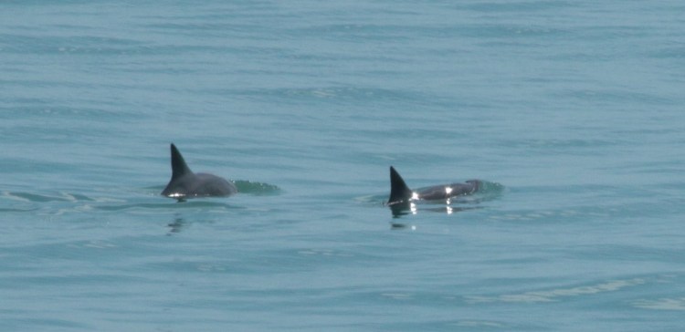 vaquita