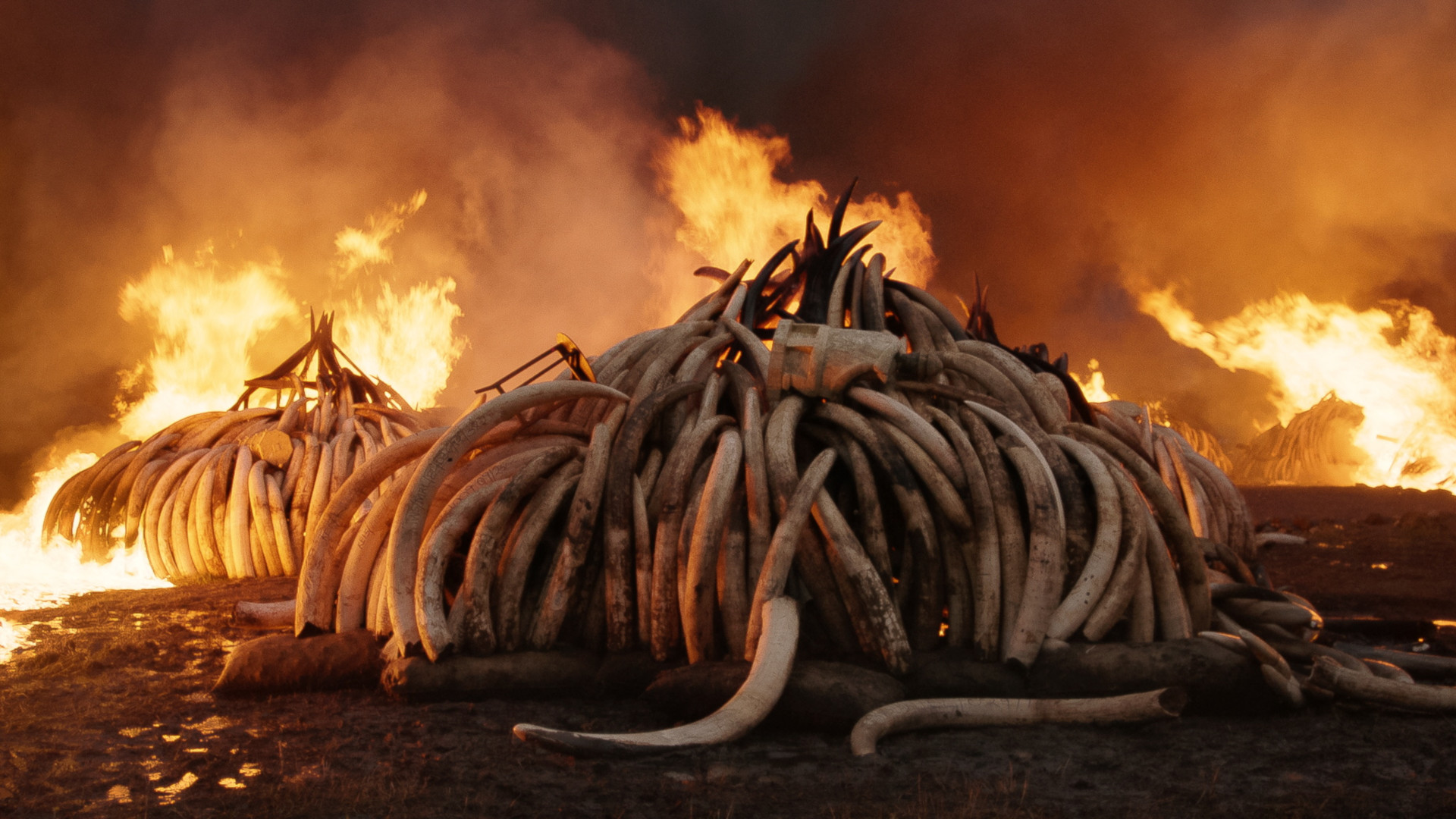 tusks burning