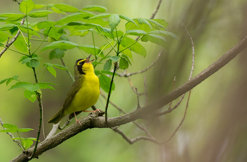 Kentucky warbler