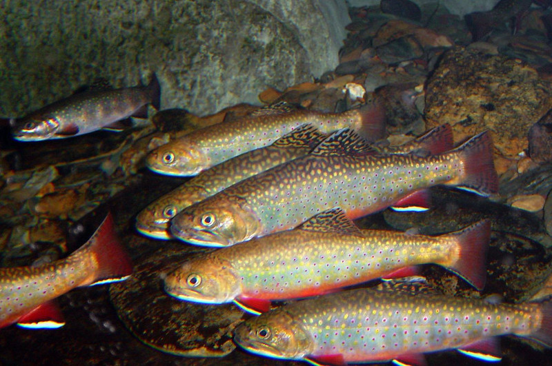 brook trout