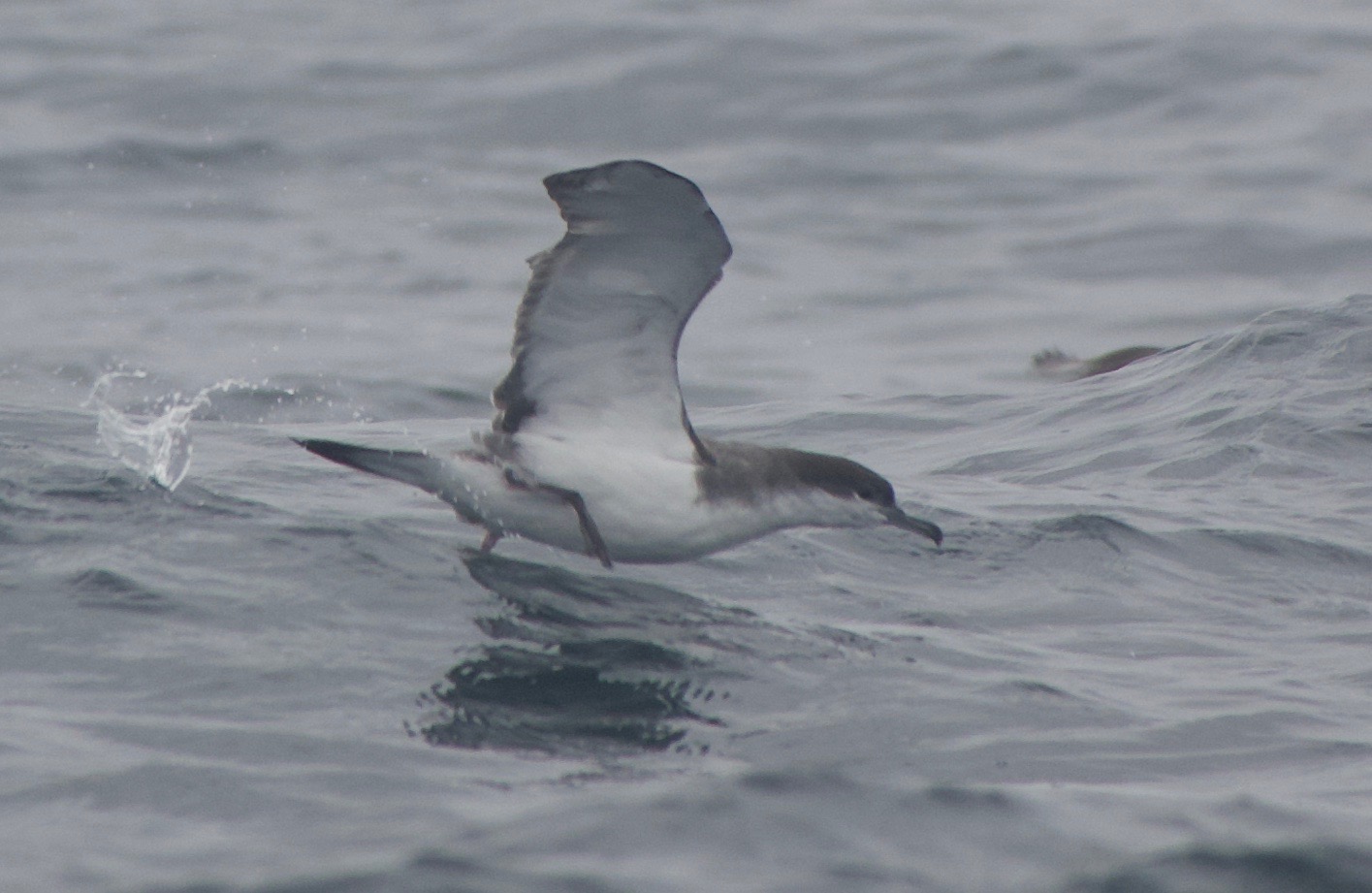 manx shearwater