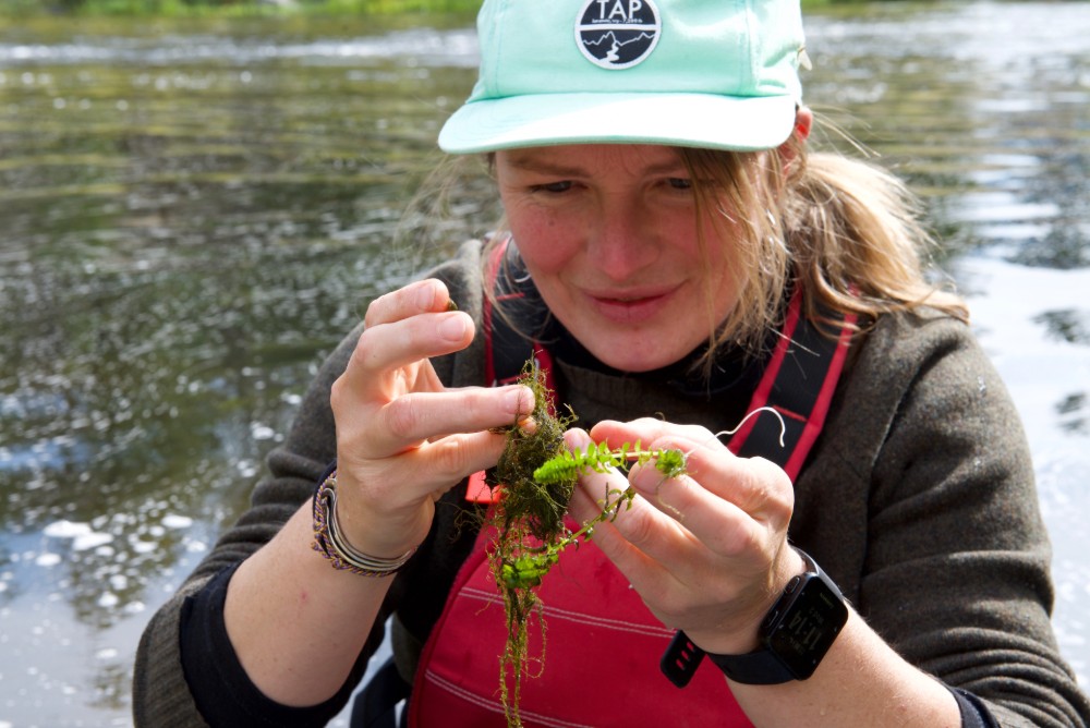 Filamentous algae