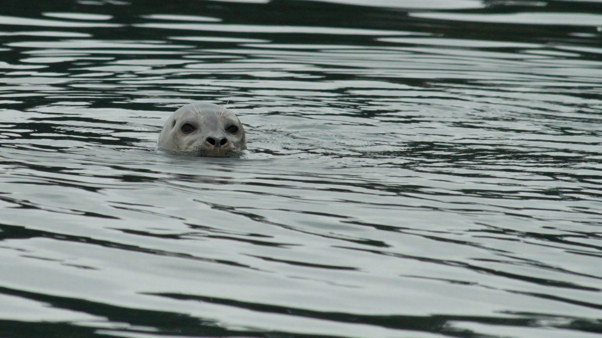 harbor seal