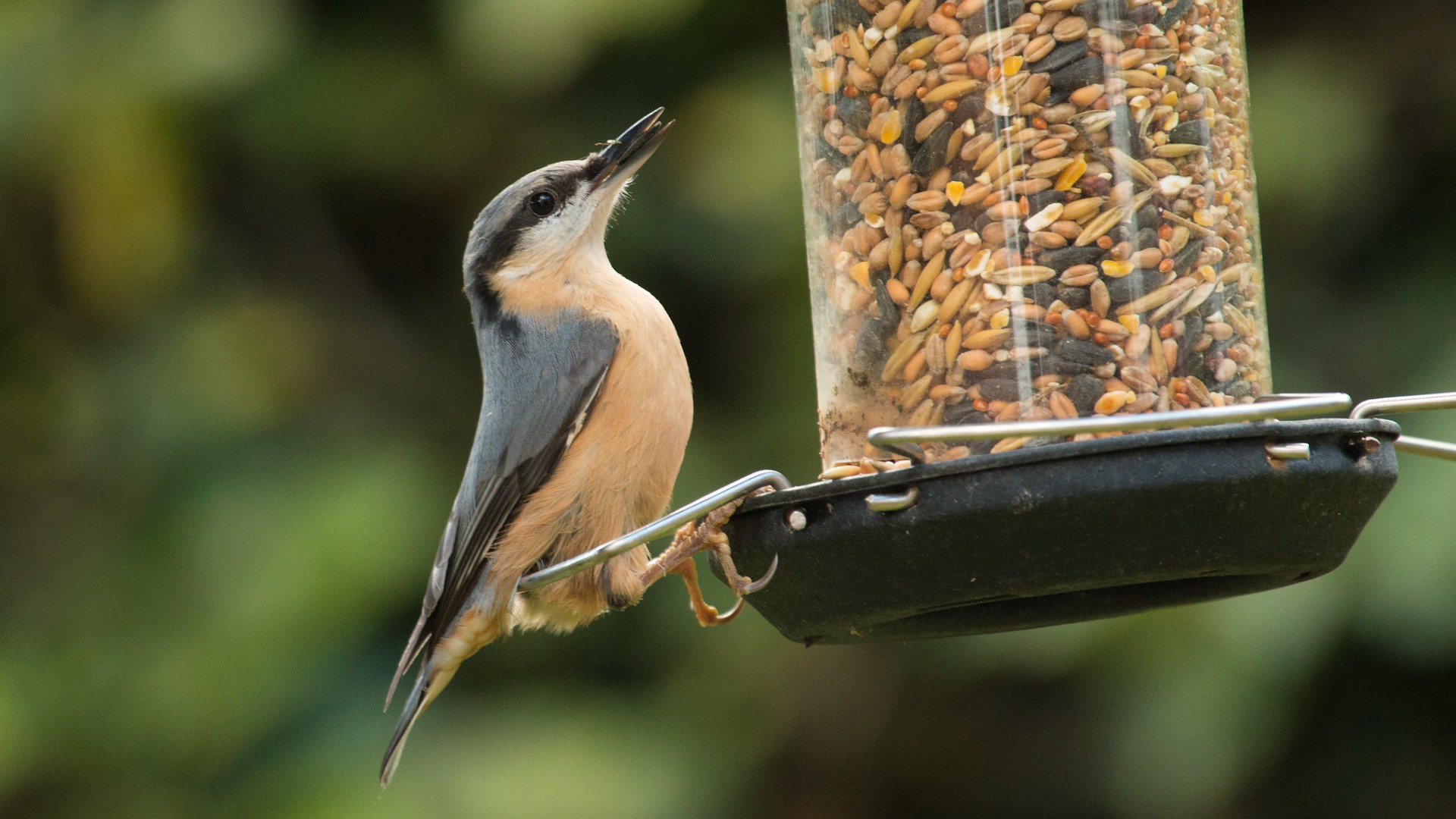 feeding to birds