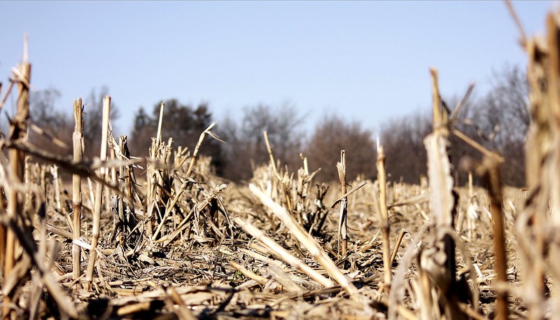 corn post-harvest