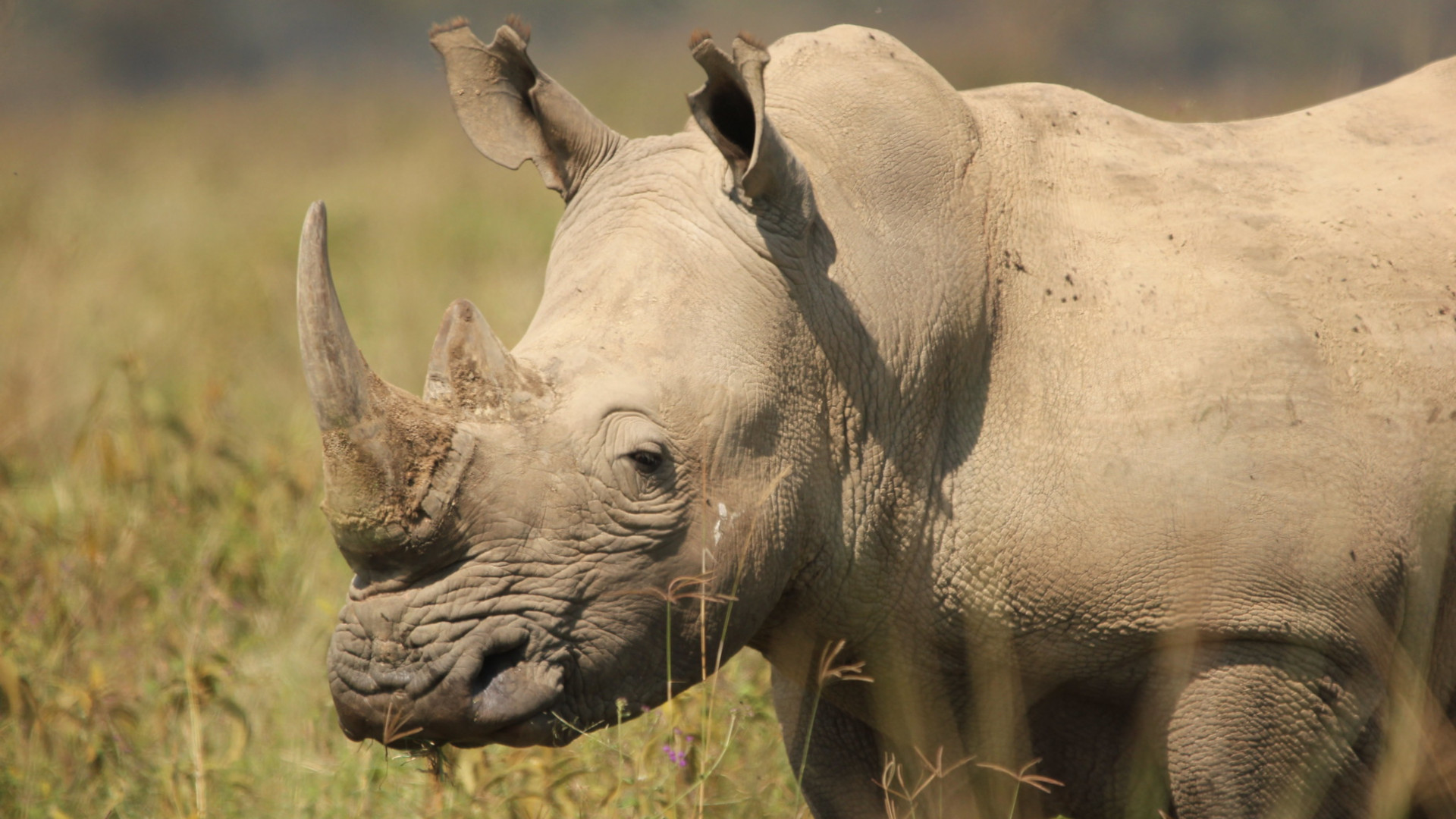 Fake rhino horn will not curb poaching