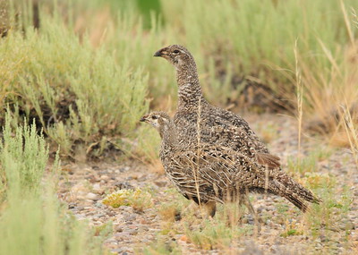 Sage grouse