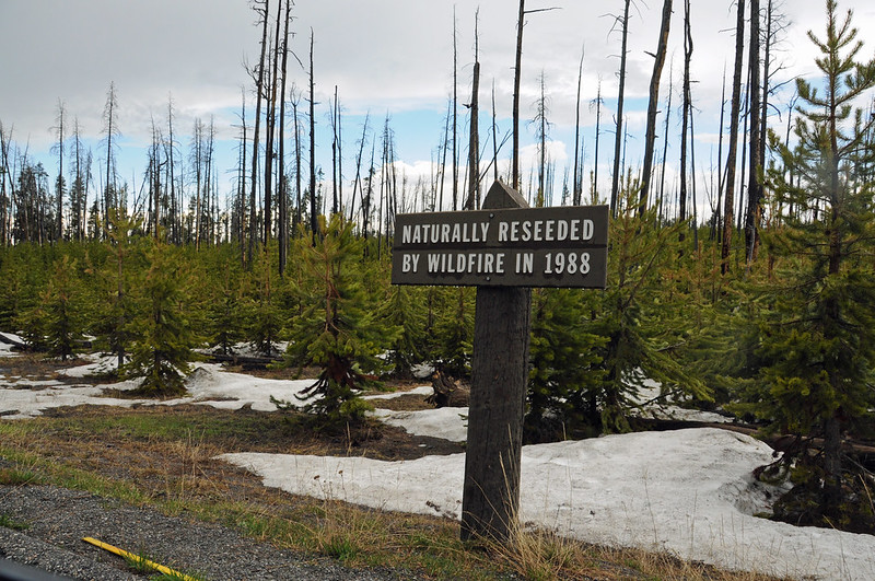 Forest regrowing 