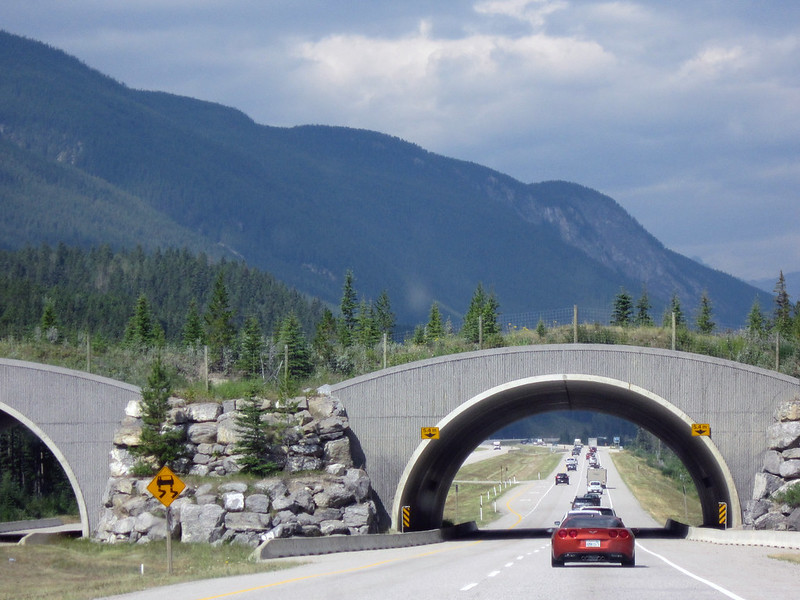 wildlife crossing