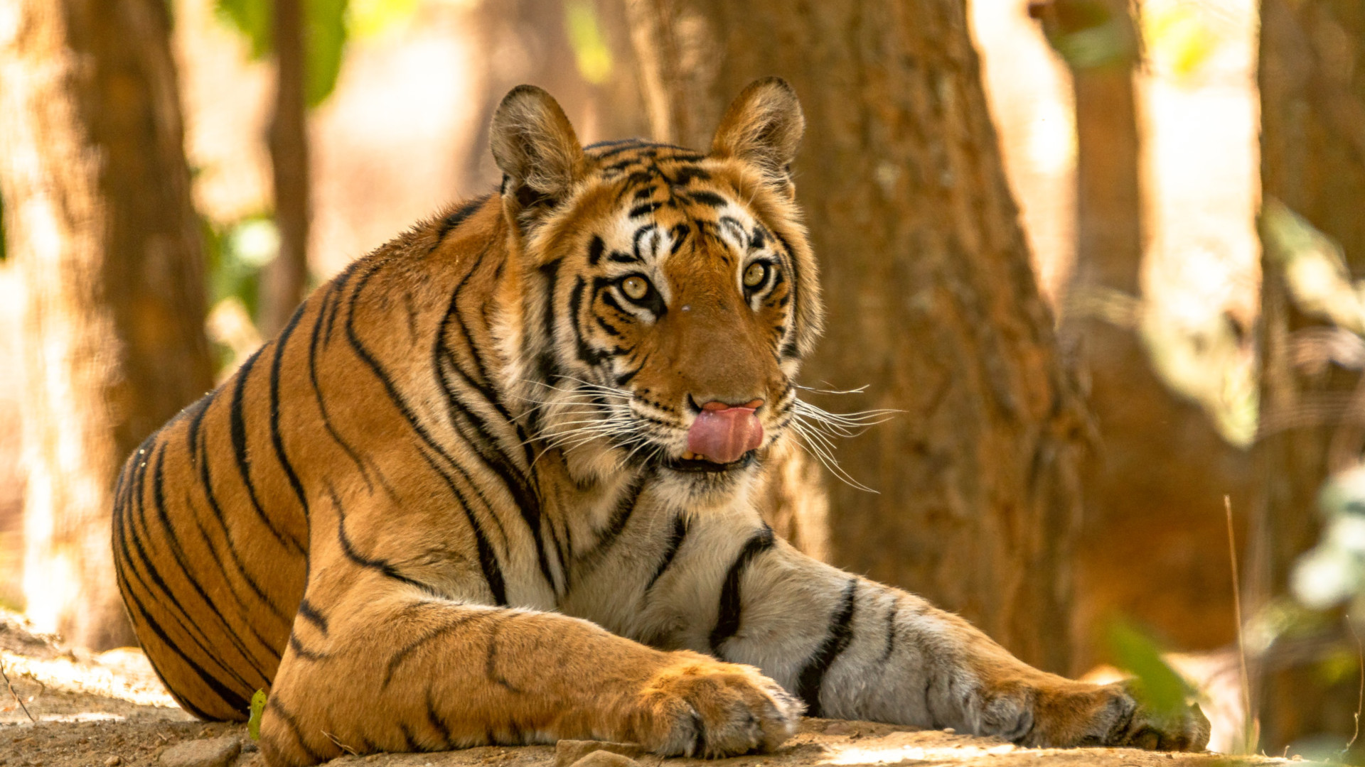 Tigers Deaths in Nepal Threaten Recovery