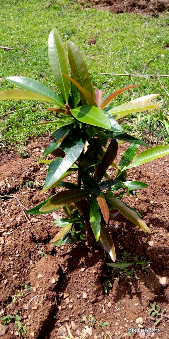 Transplanted Madhuca insignis