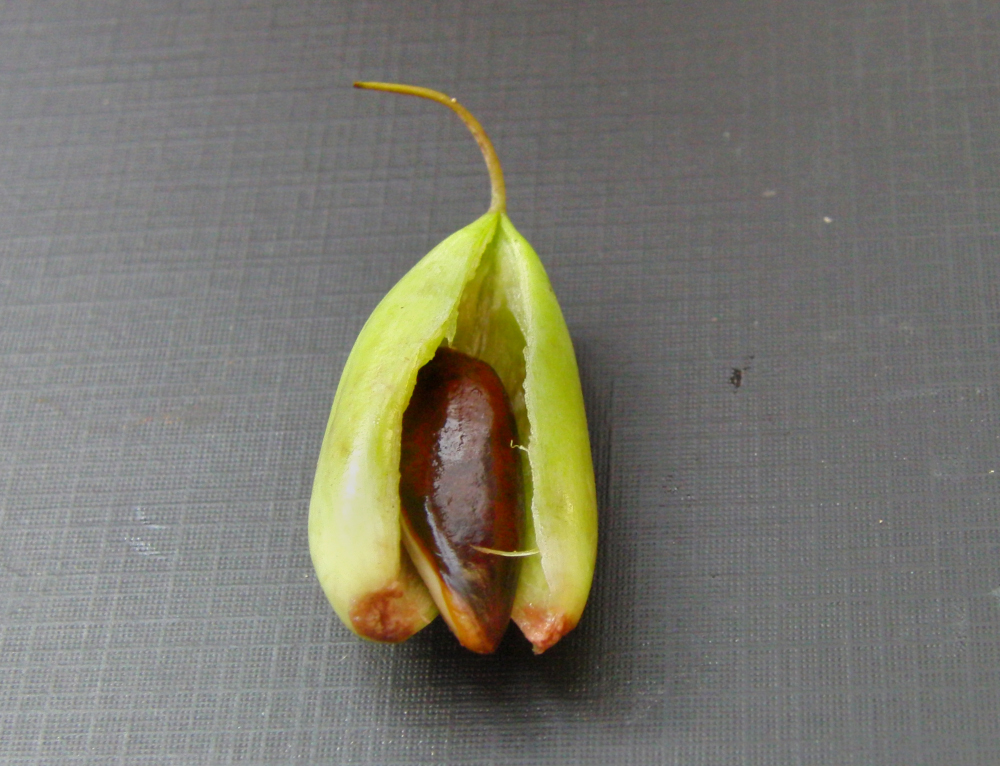 Madhuca insignis fruit with seed