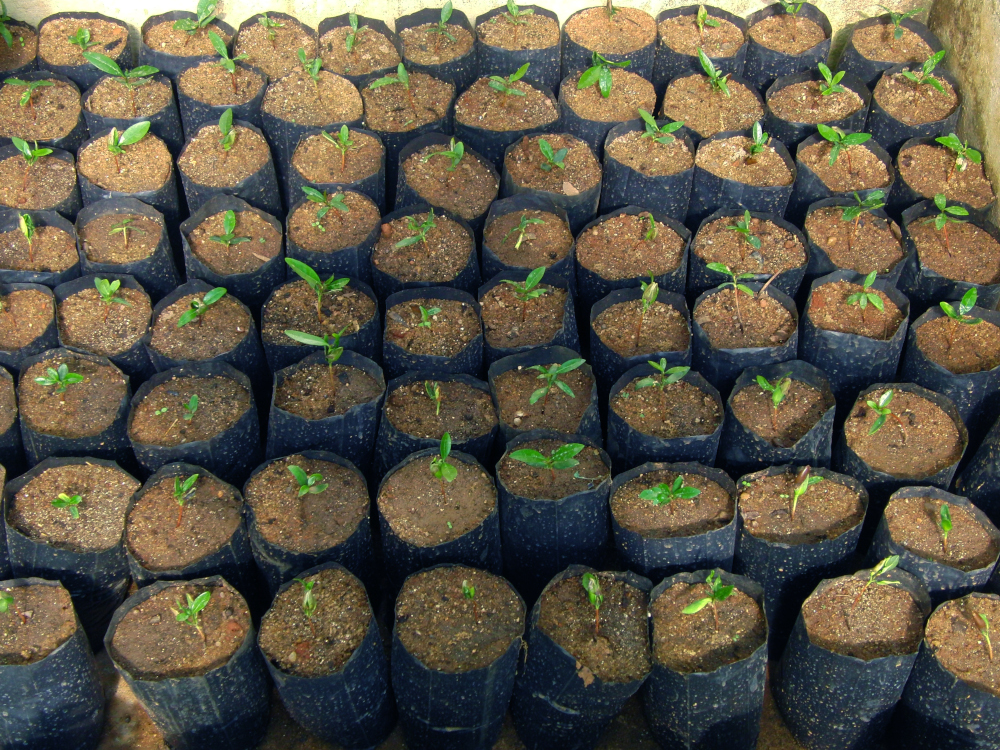 Madhuca insignis seedlings