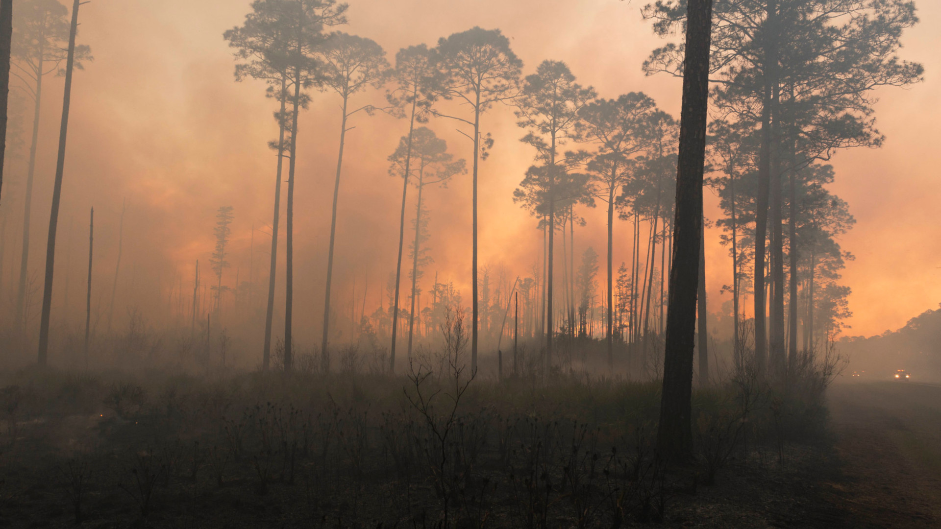 ‘We Have Met the Enemy and He Is Us’ — December’s Most Important Environmental Books