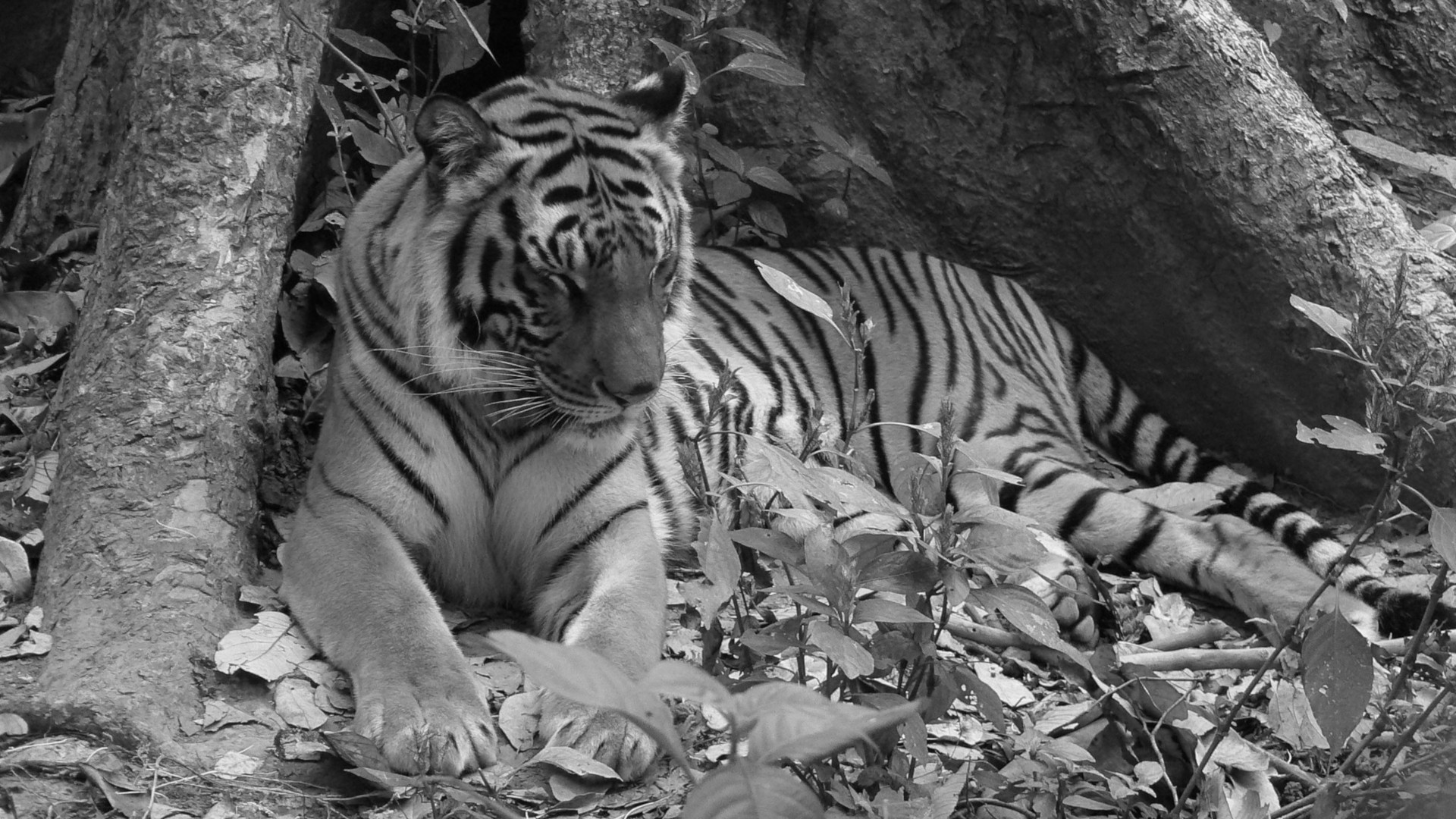 tiger laos