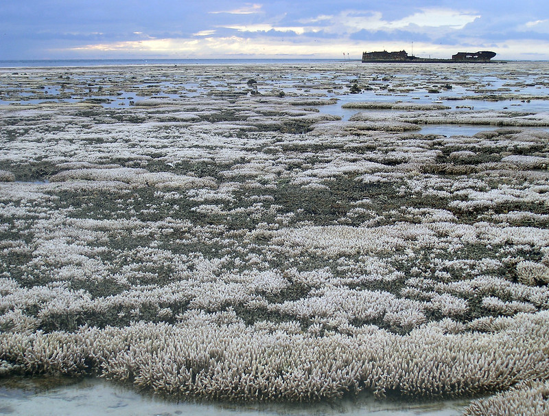 coral bleaching