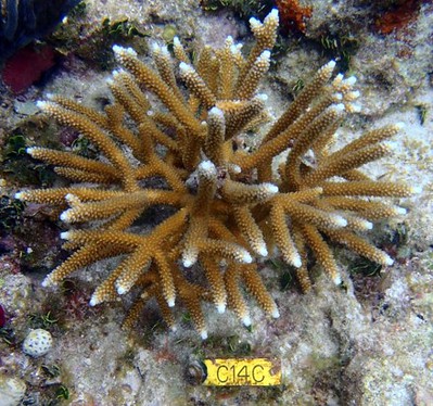 Staghorn coral studies show promise for global warming–resistant