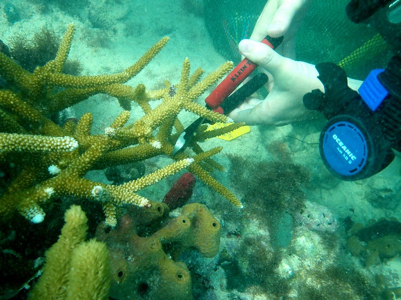 Choosing coral parent colonies